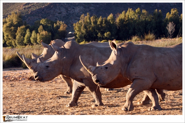 wild-life-photographic-safaris